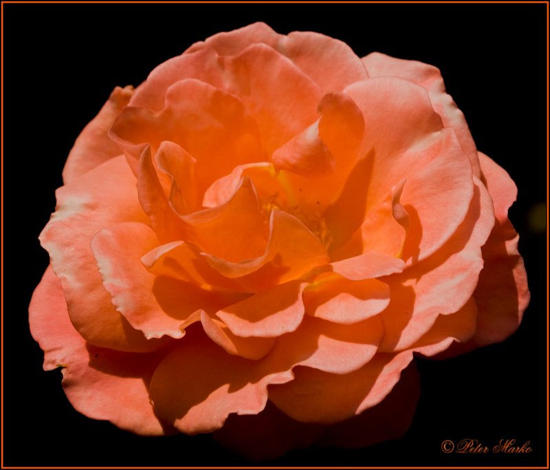 WV8X8989.jpg - Red rose